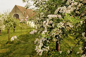 Constance: Apple