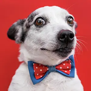 Obedience: close up view beautiful dog with bow tie