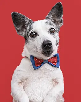 Boxer: close up view beautiful dog with bow tie. Resolution