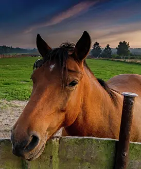 Filly: A close up view of a brown horse leaning across