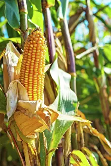 Silence: Close up view on ear of maize corn