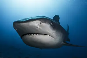 Elasmobranchii: Very close view front-left Tiger Shark (Galeocerdo