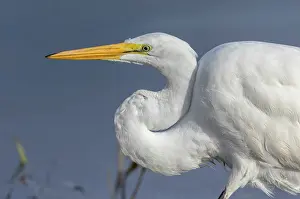 Neck: Close view of head and neck of Great Egret, Arde