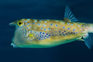 Cornuta: Close view left side Longhorn Cowfish (Lactoria