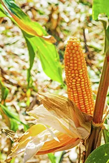 Silence: Close up view maize corn on the cob