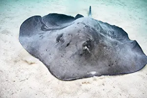 Vent: Close view Pink Whipray (Pateobatis fai) swimming