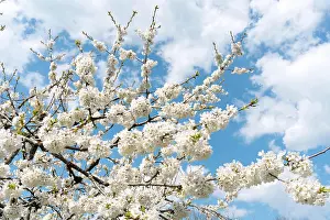 Content: close up view of white cherry blossoms under a bright