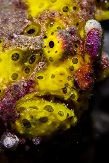 Antennarius: Close front view yellow Warty Frogfish (Antennarius