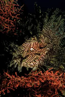 Aphanes: Close up of weedy scorpion fish, or rhinopias