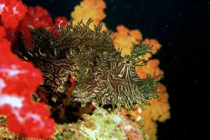 Aphanes: Close up of Weedy Scorpionfish, or rhinopia