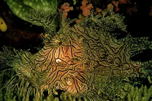 Aphanes: Close up of Weedy Scorpionfish, rhinopias