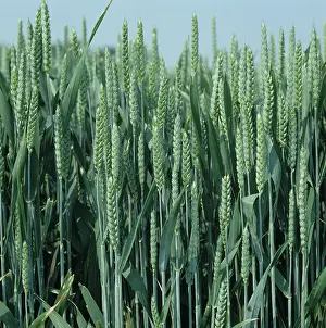Flagleaves: Close up of Wheat crop in early ear