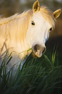 Camarguais: Close up of a White Camargue horse feeding Camargue