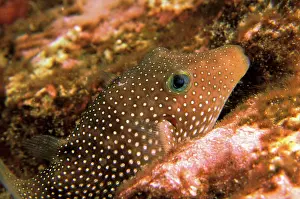 Puffer: Close up of whitespotted puffer, or canthigaster