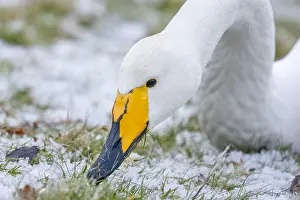 Flevoland: Close up of Whooper Swan (Cygnus cygnus) head