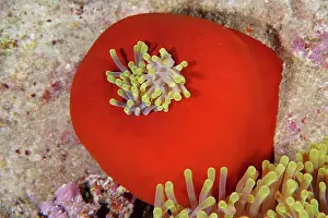 Magnifica: Closed splendour anemone (Heteractis magnifica)