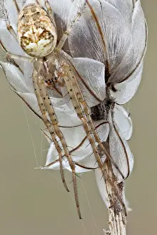 Remain: A closer view of same spider, it can remain stil