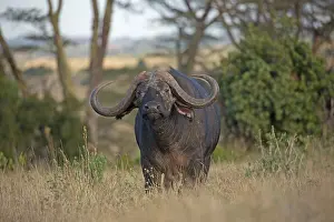 Caffer: Closeup of African buffalo, Syncerus caffer, Lewa