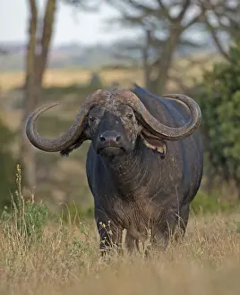 Caffer: Closeup of African buffalo, Syncerus caffer, Lewa