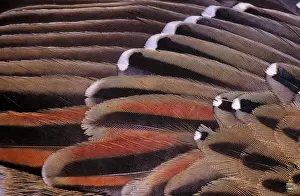 Cuculidae: Closeup of Bird Feathers