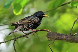 Starling: Closeup of a black starling bird sitting on a tree