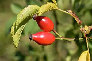 Canina: Closeup bright red rose hips or haws on wild dog rose