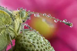 Officinale: Closeup of a Cabbage butterfly head (Pieris brassicae)