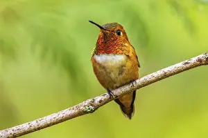 Section: Closeup of a colourful male Rufous Hummingbird (Selasphorus rufus) perched on a branch