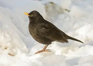 Thrush: Closeup of a common blackbird standing in the snow