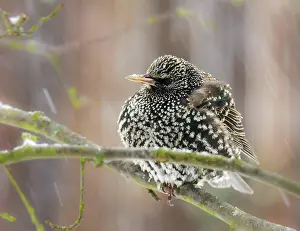 Starling: Closeup of a common starling sitting on the branch of a tree