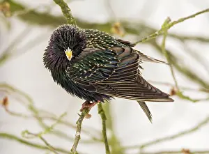 Starling: Closeup of a common starling sitting on the branch of a tree
