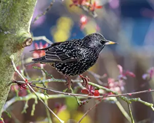 Starling: Closeup of a common starling sitting on the branch of a tree