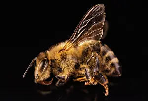 Death: Closeup of dead honey bee on black background. Importance