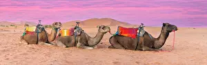 Riding: Closeup of A Dromedary Camel preparing to walk t