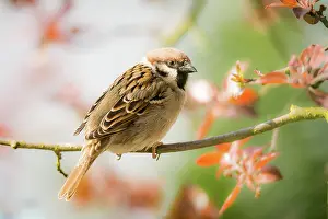 Sparrow: Closeup of an Eurasian Tree Sparrow sitting on a twig