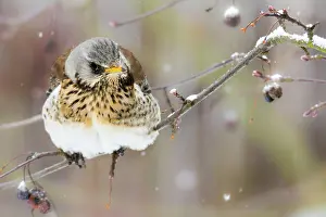 Thrush: Closeup of a fieldfare bird sitting on a tree