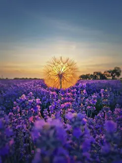 Lavender: Closeup fluffy dandelion against vibrant sunset