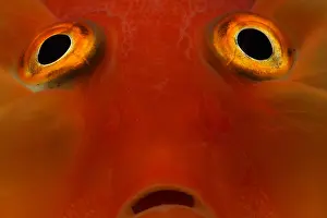 Systems: Closeup of a Goldfish