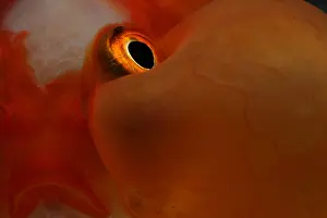 Systems: Closeup of a Goldfish