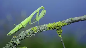 Praying: Closeup of Green praying mantis walks along tree