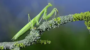 Praying: Closeup of Green praying mantis walks along tree
