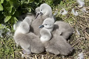 Cuddly: Closeup of group of Mute swan cygnets, Cygnus olor