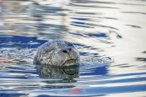 Seals: Closeup of a harbour seal (Phoca vitulina) swimming in the water