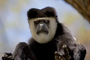 Mark Boulton: Closeup of head of adult male Black and White Colobus