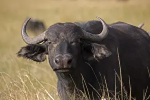 Caffer: Closeup of head of African buffalo, Syncerus caffer