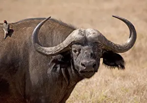 Caffer: Closeup of head of African buffalo, Syncerus caffer