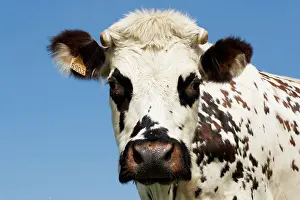 Normande: Closeup of head Normande tri-coloured cow