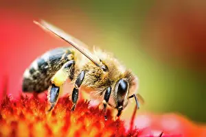 Honey: Closeup of Honey bee collecting pollen from red