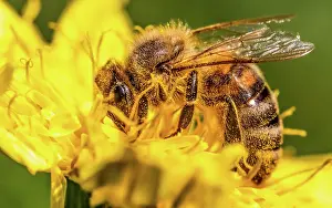 Pollen: Detail closeup of honeybee, european, western honey