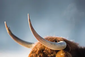 Breath: Closeup of horns of Highland Cow